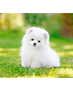 A puppy